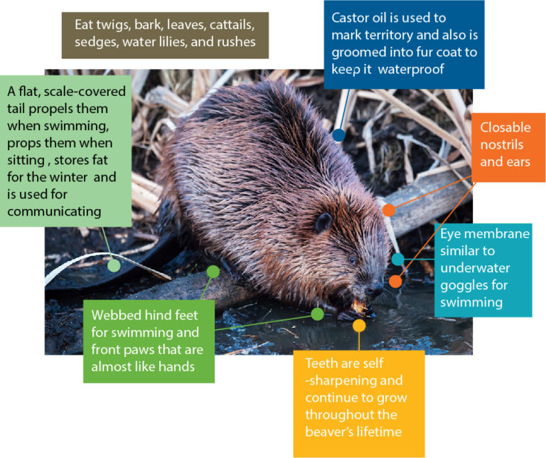 Living with Beavers: How to Co-exist with Nature’s Eco Engineer